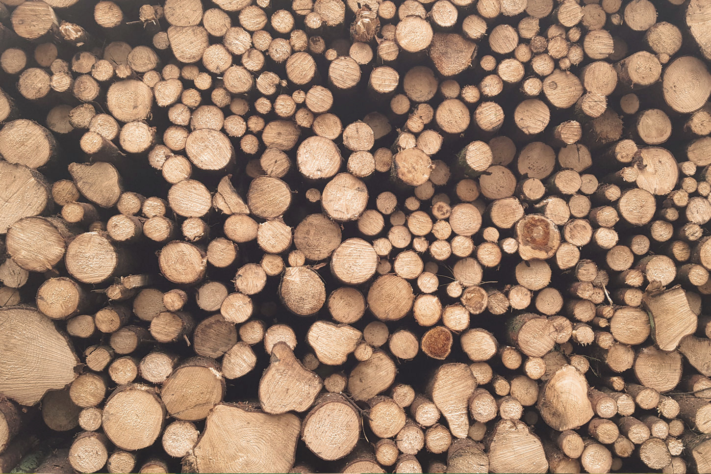 Holz als Baustoff der Zukunft – nachhaltig, klimaschonend, leistungsfähig