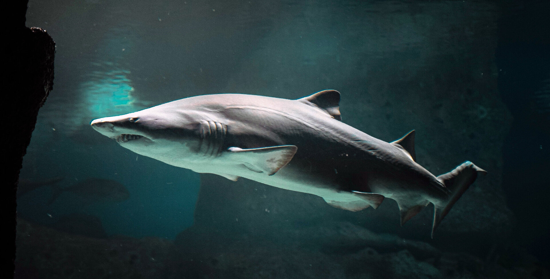 Die Haut von schnellschwimmenden Haien ist mit Riblets versehen, die die oberflächennahe Reibung so reduzieren, dass der Hai bei der Jagd Energie spart. Foto: pexels