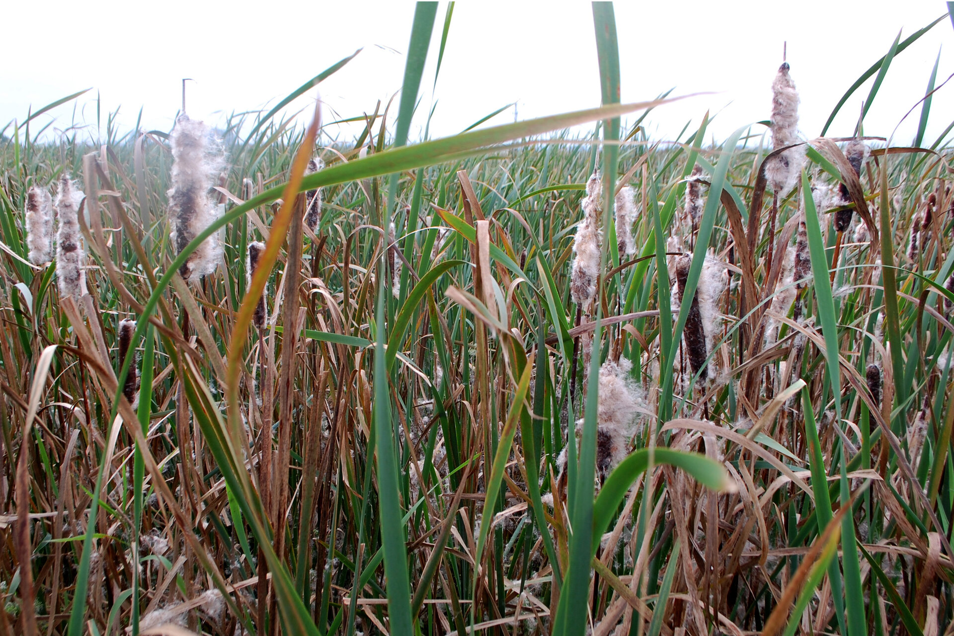 Die Wasser- und Sumpfpflanze Typha wächst schnell und insbesondere in Moorgebieten, die im Nordwesten Deutschlands häufig sind. Fotos: 3N Kompetenzzentrum e.V.